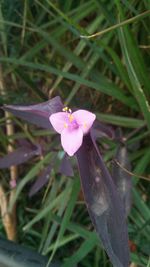 Close-up of flowers