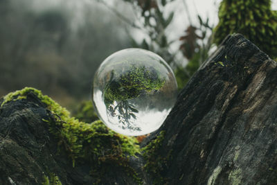 Close-up of crystal ball on tree trunk