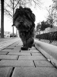 Portrait of dog on footpath