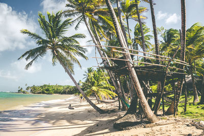 Palm trees on beach against sky