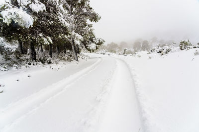 Snow covered road amidst trees during winter