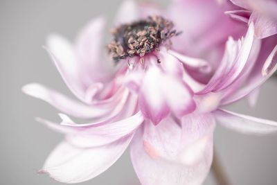 Close-up of pink rose flower