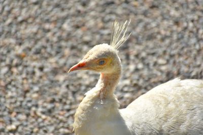 Close-up of bird