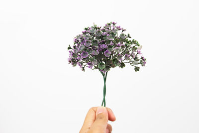 Close-up of hand holding purple flowering plant against white background