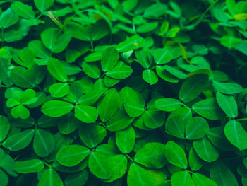 Full frame shot of green leaves