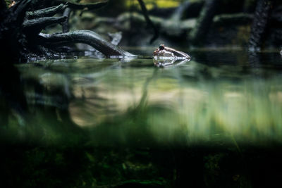 High angle view of turtle in lake