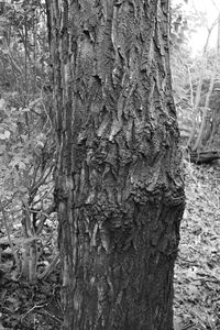 Close-up of tree trunk in forest