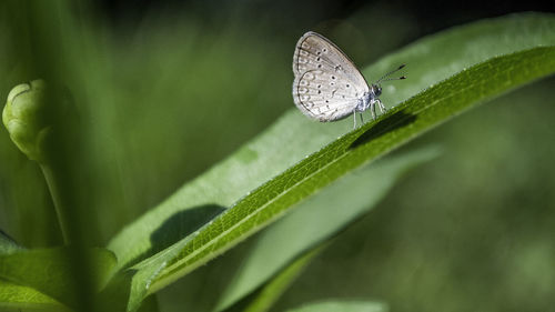 Close-up of butterfly on leaf