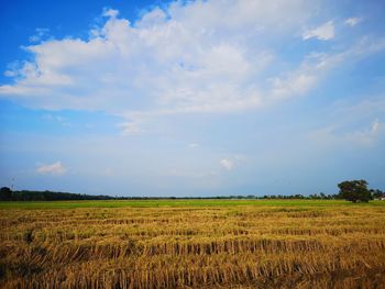 Scenic view of agricultural field against sky