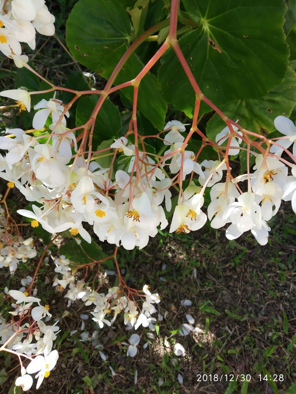 CLOSE-UP OF WHITE FLOWERING PLANT