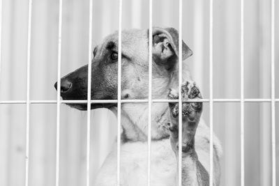 Close-up of dog looking away in cage