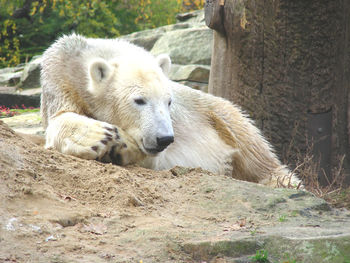 Polar bear relaxing at zoo