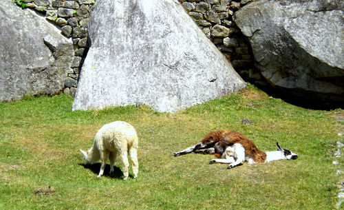 Alpacas in a field