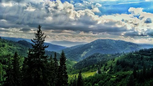 Scenic view of forest against sky