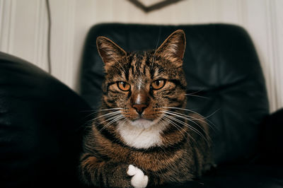 Close-up portrait of a cat at home