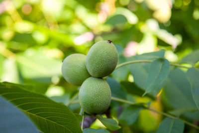 Close-up of berries growing on tree