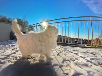 White horse on snow against sky