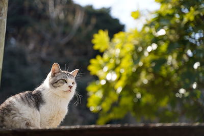 Close-up of a cat looking away