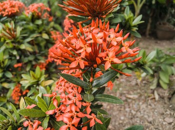 Close-up of red flowering plant