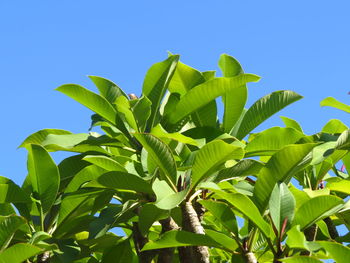 Low angle view of green leaves against blue sky