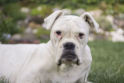 Close-up portrait of dog