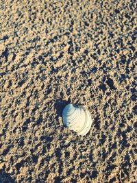 High angle view of seashell on sand