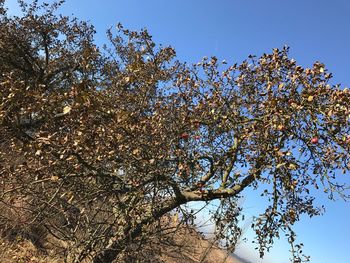 Low angle view of tree against clear sky