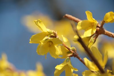 Close-up of yellow flowering plant