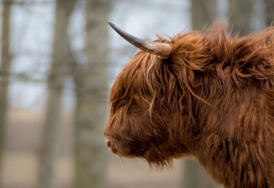 Close-up of a horse