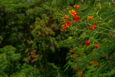 Close-up of red berries on plant