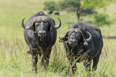 African cape buffalo, africa