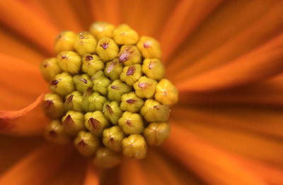 Close-up of flower