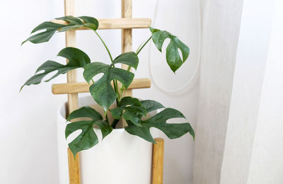 Close-up of potted plant against white wall