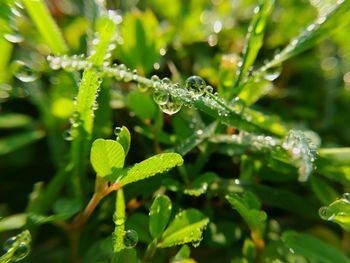 Close-up of wet plant leaves during rainy season