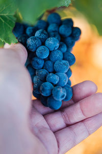 Close-up of hand holding grapes