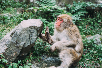 Monkeys sitting on rock
