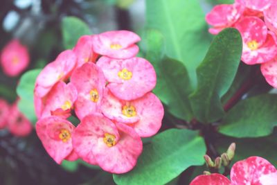 Close-up of pink flowers blooming outdoors