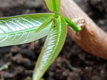 Close-up of insect on leaf