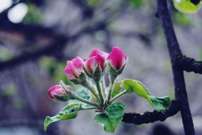 Close-up of pink flower blooming outdoors