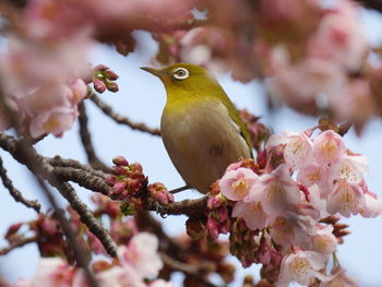 Close-up of bird perching on tree