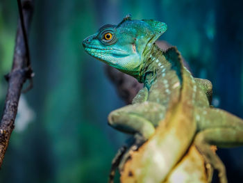 Close-up of lizard on tree