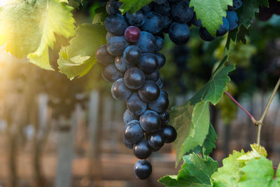 Close-up of grapes growing in vineyard