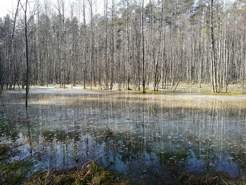 Scenic view of lake in forest