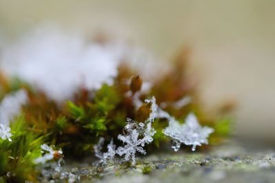 Close-up of snow on plant during winter