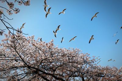 Low angle view of birds flying against blue sky