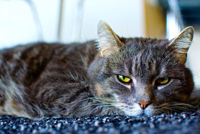 Close-up portrait of cat