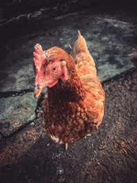 Close-up of a bird