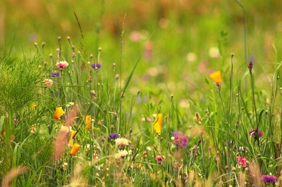Close-up of purple flowering plants on field
