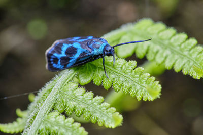 Close-up of insect on plant