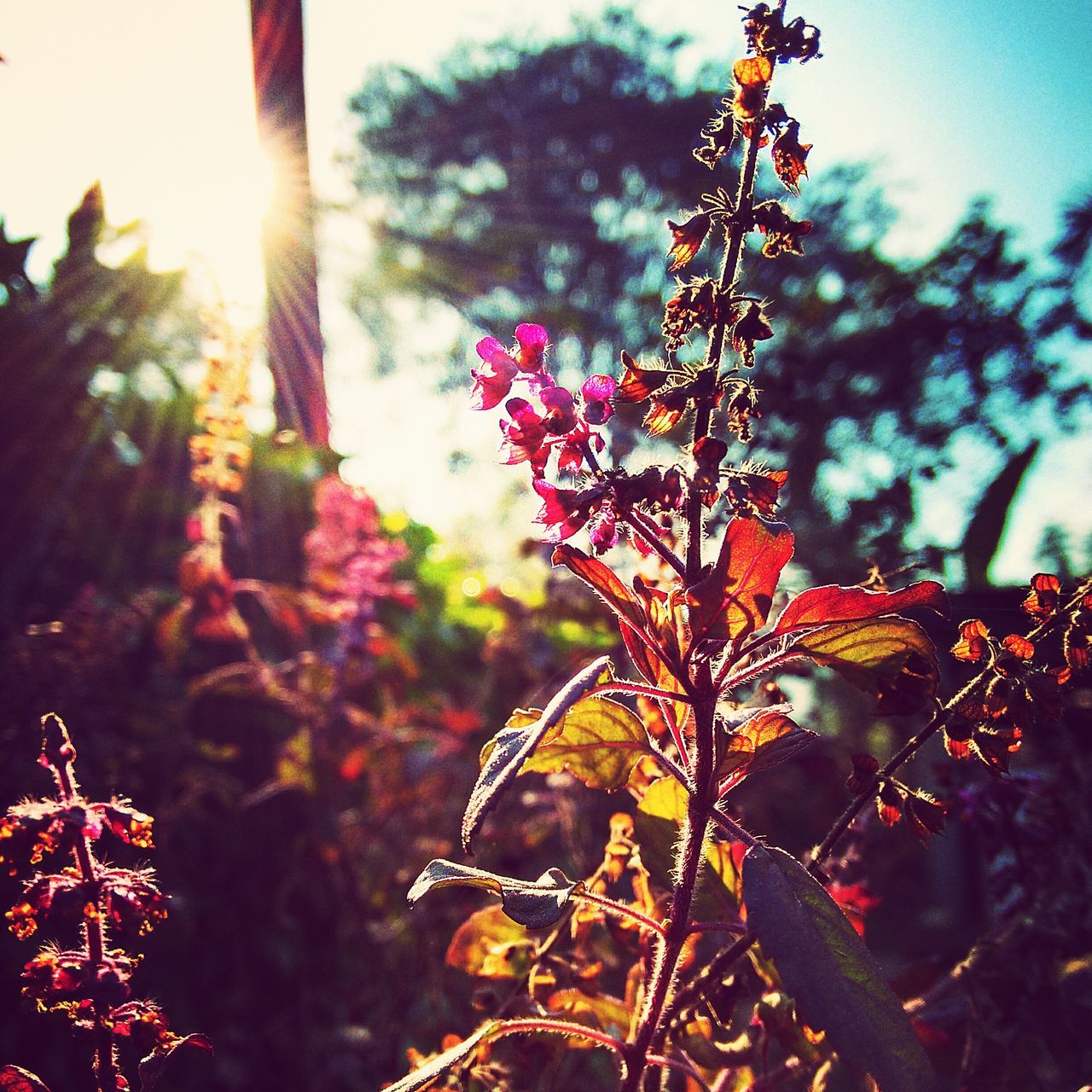 growth, red, focus on foreground, flower, close-up, plant, freshness, nature, beauty in nature, fragility, sunlight, leaf, tree, branch, outdoors, day, sun, selective focus, stem, growing